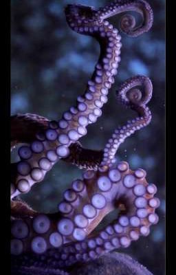 Синдром осьминога🤦