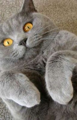 Дневник кота.(Не оригинал.) 