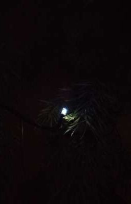 академия полуночи