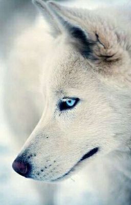 Школа оборотней 