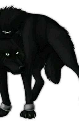 Альфа стаи черных волков