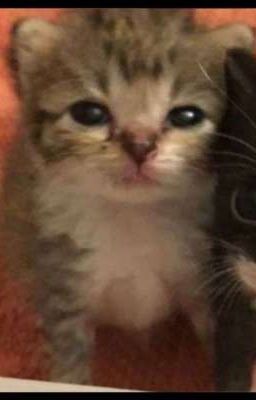 любовь мышки и чела