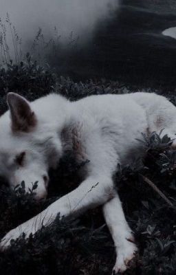 Альфа- самка