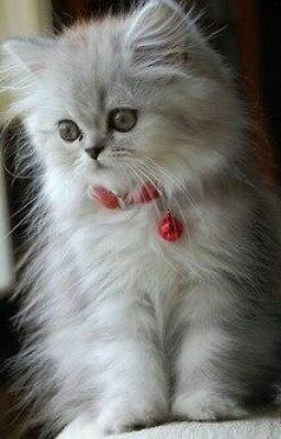 Удочеренная 1D