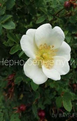 Черно-белые пути.