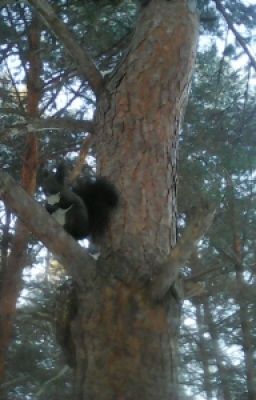 Five Night At Freddy(FNAF).