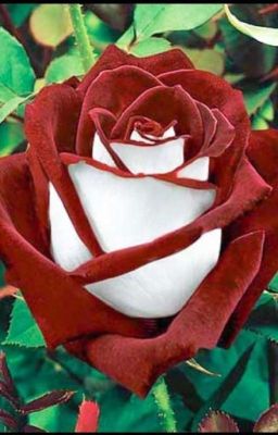 Гарячий ШОКОЛАД 