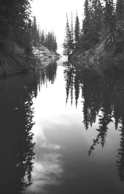 Таинственный лес.